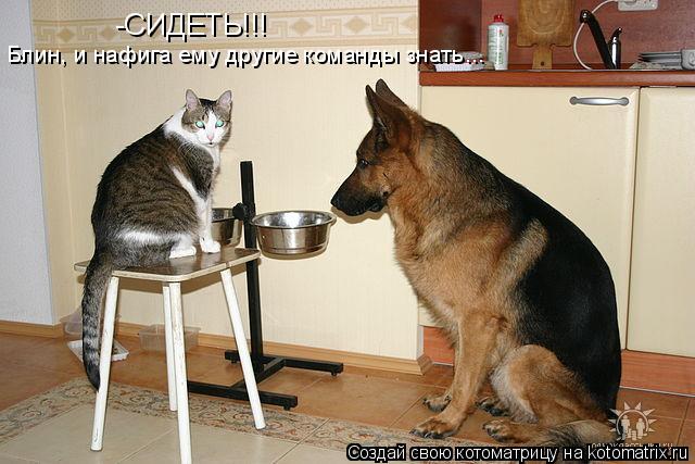 -СИДЕТЬ!!! Блин, и нафига ему другие команды знать...... Котоматрица: -СИДЕТЬ!!! Блин, и нафига ему другие команды знать...