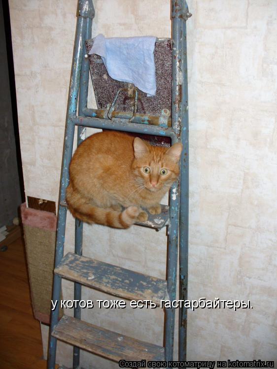 у котов тоже есть гастарбайтеры.... Котоматрица: у котов тоже есть гастарбайтеры.