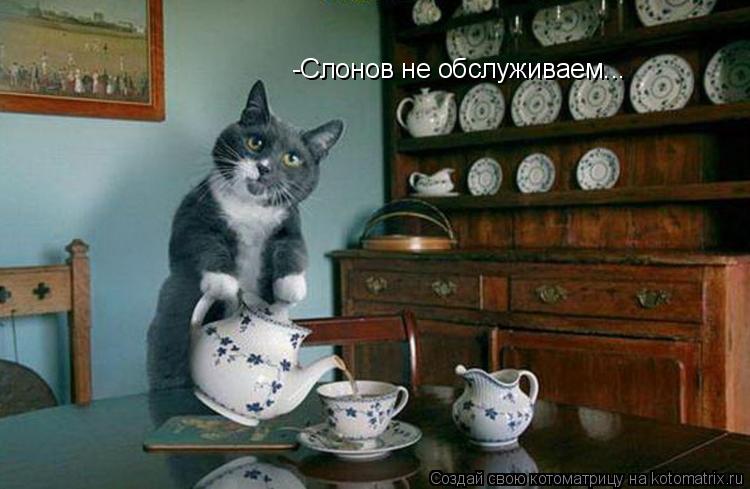-Слонов не обслуживаем...... Котоматрица: -Слонов не обслуживаем...