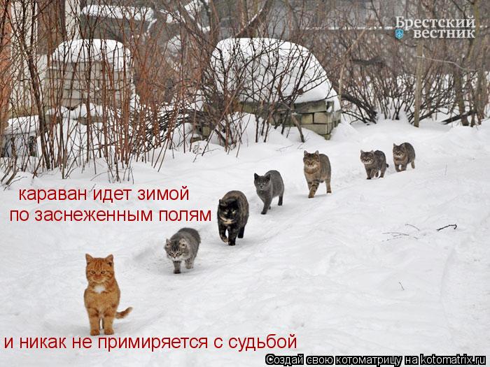 караван идет зимой по заснеженным полям и никак не примиряется с судьбой... Котоматрица: караван идет зимой по заснеженным полям и никак не примиряется с судьбой