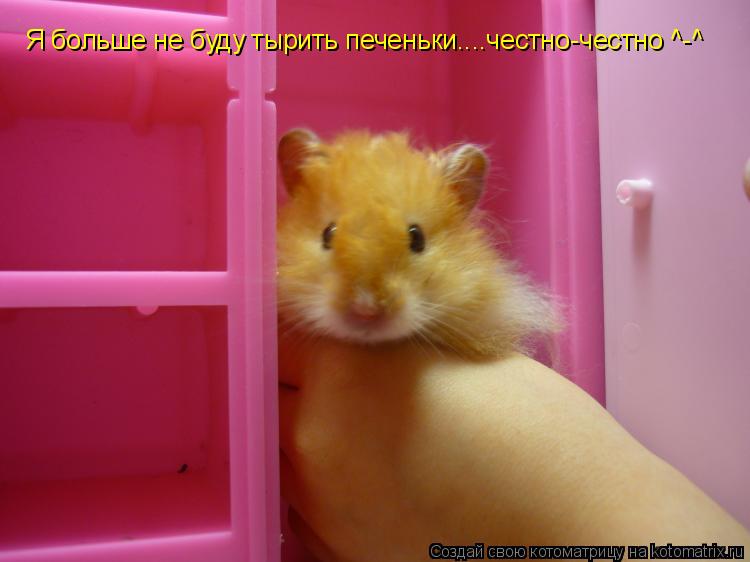 Я больше не буду тырить печеньки....честно-честно ^-^... Котоматрица: Я больше не буду тырить печеньки....честно-честно ^-^