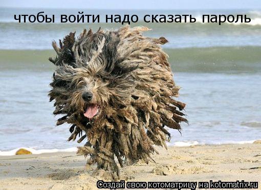 чтобы войти надо сказать пароль... Котоматрица: чтобы войти надо сказать пароль