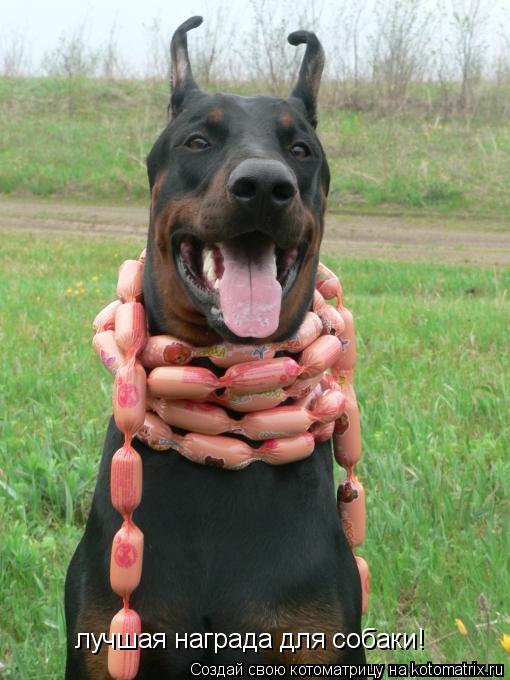 лучшая награда для собаки!... Котоматрица: лучшая награда для собаки!