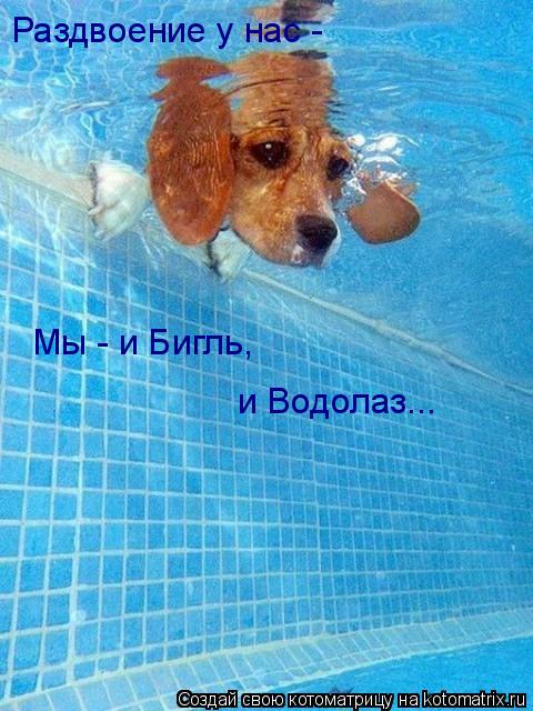 Котоматрица: Раздвоение у нас -  Мы - и Бигль, и Водолаз...