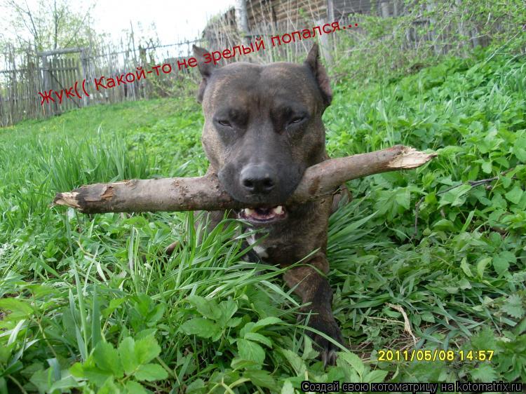 Жук(( Какой-то не зрелый попался...... Котоматрица: Жук(( Какой-то не зрелый попался...