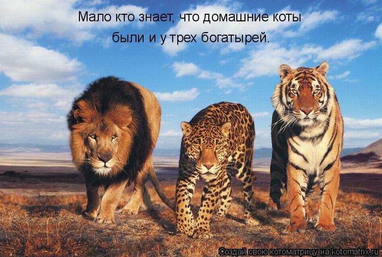 Мало кто знает, что домашние коты были и у трех богатырей.... Котоматрица: Мало кто знает, что домашние коты были и у трех богатырей.
