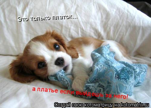 Это только платок... а платье если выйдешь за него!... Котоматрица: Это только платок... а платье если выйдешь за него!