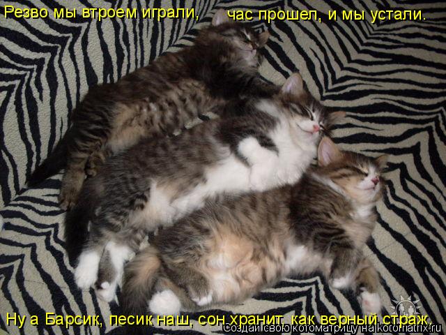 Котоматрица: Резво мы втроем играли, час прошел, и мы устали. Ну а Барсик, песик наш, сон хранит, как верный страж.