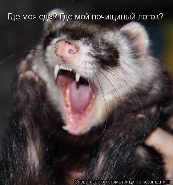 Котоматрица: Где моя еда? Где мой почищиный лоток?