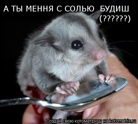 Котоматрица: А ТЫ МЕННЯ С СОЛЬЮ  БУДИШ (??????)
