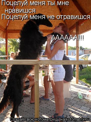 Котоматрица: Поцелуй меня ты мне   нравишся Поцелуй меня не отравишся АААААА!!!