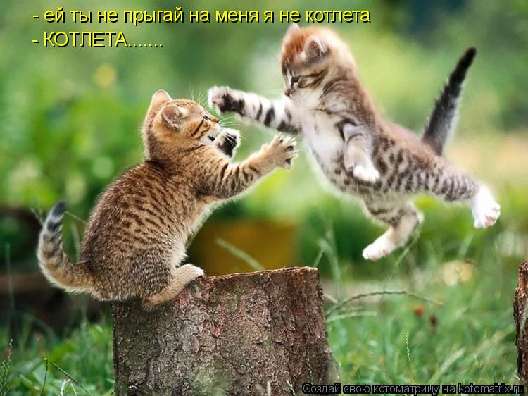 Котоматрица: - ей ты не прыгай на меня я не котлета - КОТЛЕТА.......