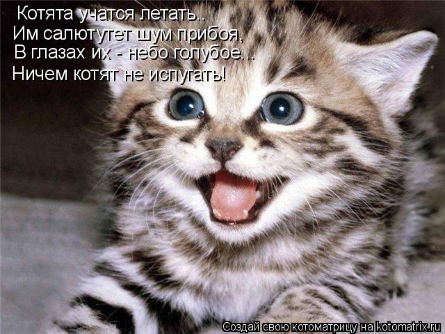 Котоматрица: Котята учатся летать.. Им салютутет шум прибоя, В глазах их - небо голубое... Ничем котят не испугать!
