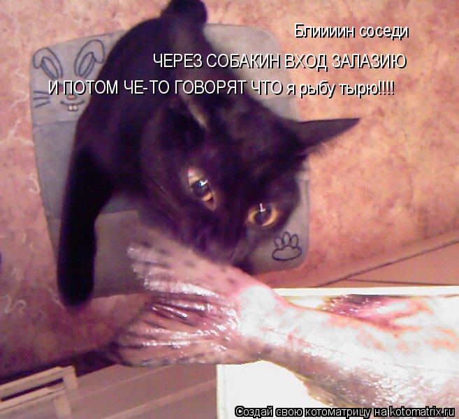 Котоматрица: Блиииин соседи ЧЕРЕЗ СОБАКИН ВХОД ЗАЛАЗИЮ И ПОТОМ ЧЕ-ТО ГОВОРЯТ ЧТО я рыбу тырю!!!!