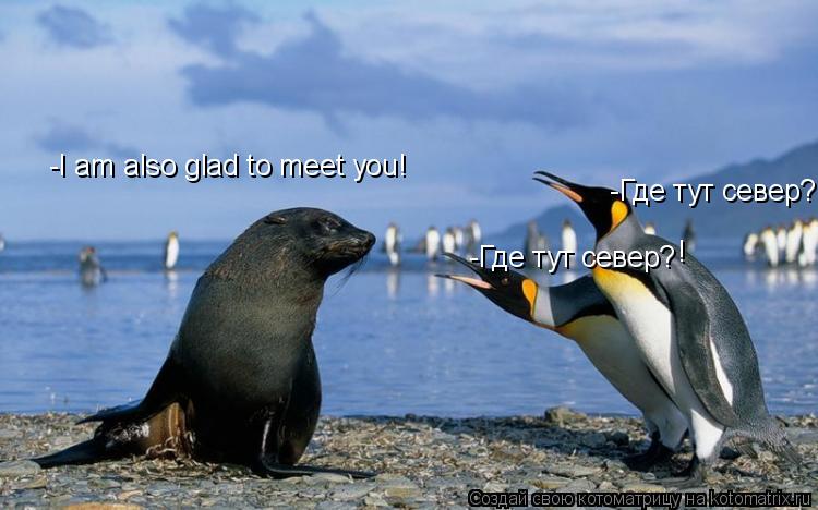 Котоматрица: -Где тут север? -Где тут север? ! -I am also glad to meet you!