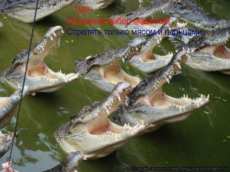 Котоматрица: ТИР! Огромный выбор мешеней! Стрелять только мясом и пальцами.