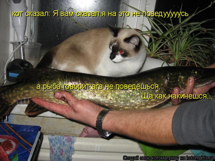 Котоматрица: кот сказал: Я вам сказал,я на это не поведууууусь а рыба говорит:ага не поведёшься, Ща как накинешся...