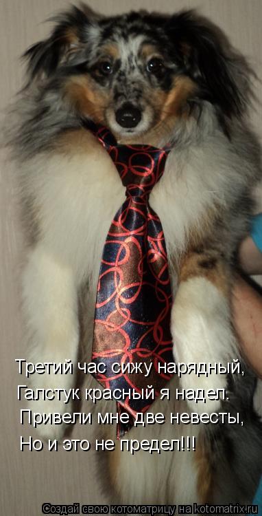 Третий час сижу нарядный, Галстук красный я надел. Привели мне две невесты, Но и это не предел!!!... Котоматрица: Третий час сижу нарядный, Галстук красный я надел. Привели мне две невесты, Но и это не предел!!!
