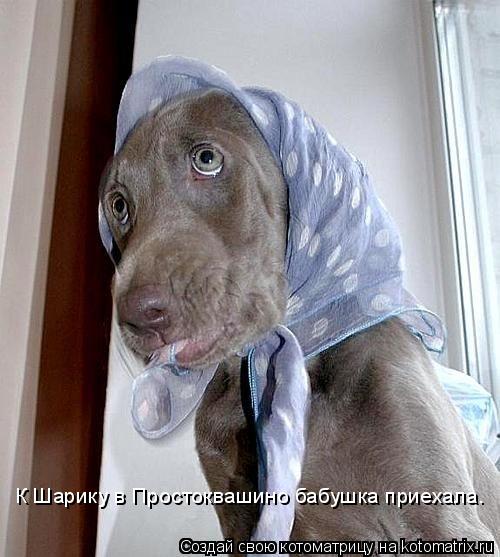 К Шарику в Простоквашино бабушка приехала.... Котоматрица: К Шарику в Простоквашино бабушка приехала.