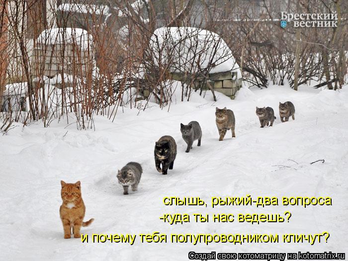 слышь, рыжий-два вопроса -куда ты нас ведешь? и почему тебя полупроводником кличут?... Котоматрица: слышь, рыжий-два вопроса -куда ты нас ведешь? и почему тебя полупроводником кличут?