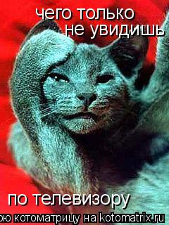 чего только не увидишь по телевизору... Котоматрица: чего только не увидишь по телевизору
