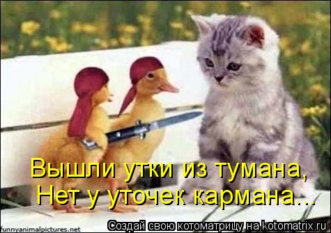 Вышли утки из тумана, Нет у уточек кармана...... Котоматрица: Вышли утки из тумана, Нет у уточек кармана...