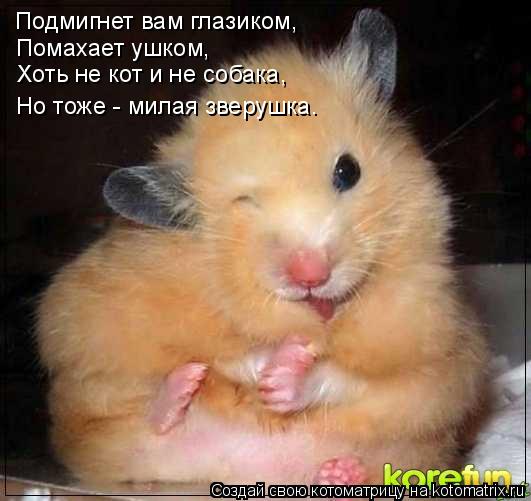 Подмигнет вам глазиком, Помахает ушком, Хоть не кот и не собака, Но тоже - милая зверушка.... Котоматрица: Подмигнет вам глазиком, Помахает ушком, Хоть не кот и не собака, Но тоже - милая зверушка.