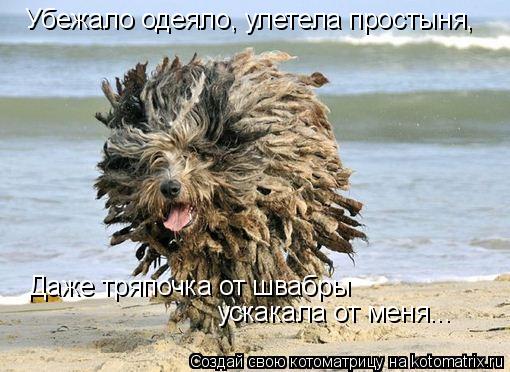 Котоматрица: Убежало одеяло, улетела простыня, Даже тряпочка от швабры ускакала от меня...