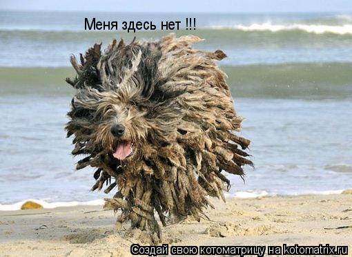 Меня здесь нет !!!... Котоматрица: Меня здесь нет !!!