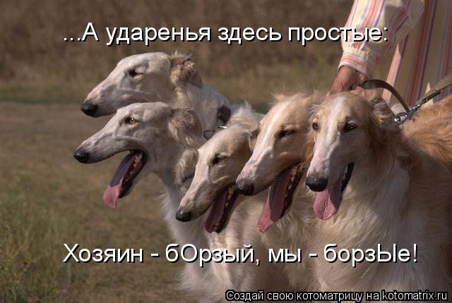 ...А ударенья здесь простые: Хозяин - бОрзый, мы - борзЫе!... Котоматрица: ...А ударенья здесь простые: Хозяин - бОрзый, мы - борзЫе!