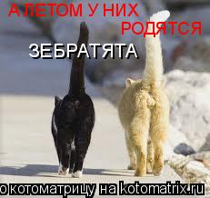 Котоматрица: А ЛЕТОМ У НИХ РОДЯТСЯ  ЗЕБРАТЯТА