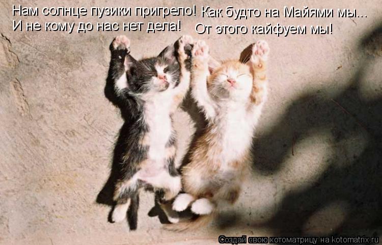 Котоматрица: Нам солнце пузики пригрело! Как будто на Майями мы... И не кому до нас нет дела! От этого кайфуем мы!
