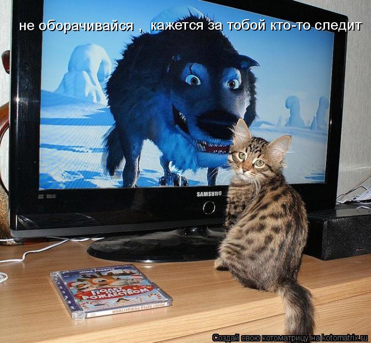 Котоматрица: не оборачивайся ,  кажется за тобой кто-то следит