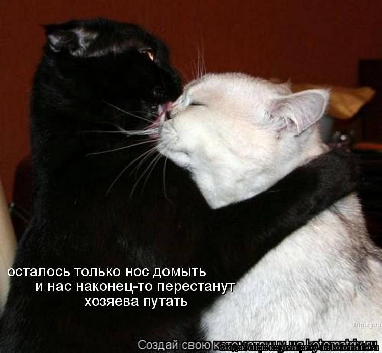 Котоматрица: осталось только нос домыть  и нас наконец-то перестанут  хозяева путать