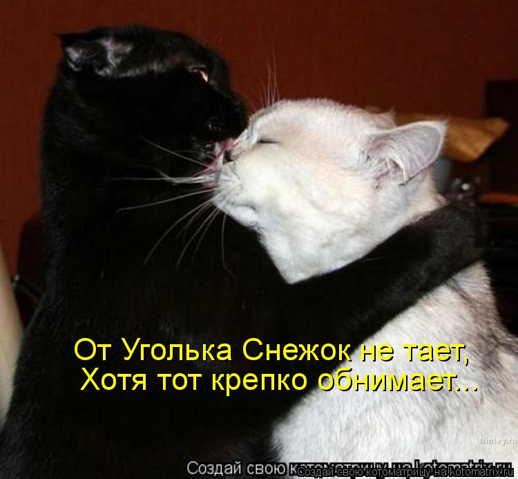 От Уголька Снежок не тает, Хотя тот крепко обнимает...... Котоматрица: От Уголька Снежок не тает, Хотя тот крепко обнимает...