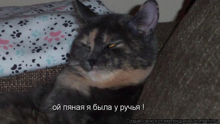 Котоматрица: ой пяная я была у ручья !
