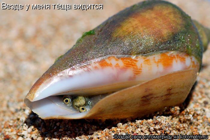 Котоматрица: Везде у меня тёща видится Везде у меня тёща видится