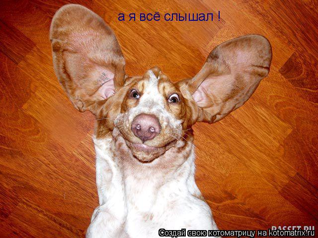 Котоматрица: а я всё слышал !