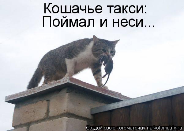 Котоматрица: Кошачье такси:  Поймал и неси...
