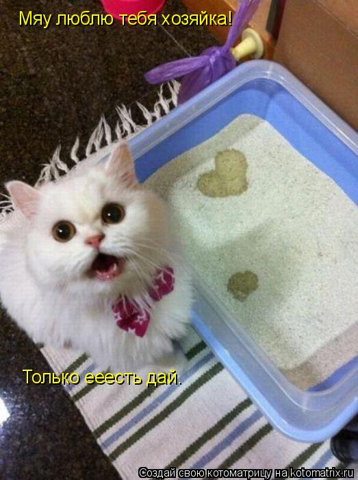 Котоматрица: Мяу люблю тебя хозяйка!  Мяу люблю тебя хозяйка!  Только ееесть дай.