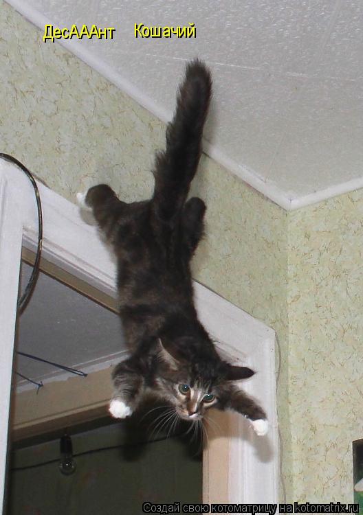 Котоматрица: ДесАААнт ДесАААнт Кошачий Кошачий Стёпочкин отдыхает