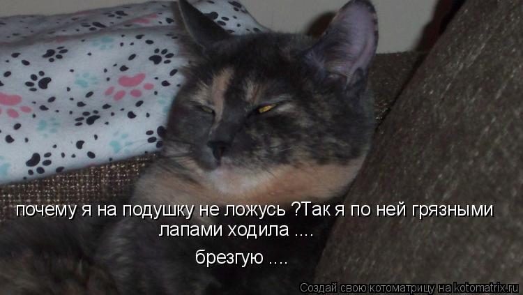 Котоматрица: почему я на подушку не ложусь ?Так я по ней грязными лапами ходила .... брезгую ....