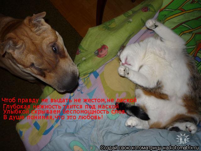 Котоматрица: Чтоб правду не выдать не жестом,не лаской Глубокая нежность таится под маской Улыбкой скрываем беспомощность слов. В душе понимая,что это л