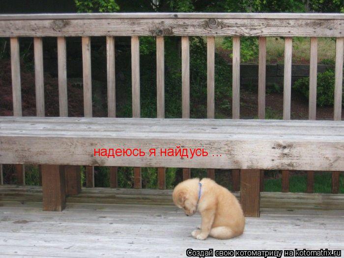 Котоматрица: надеюсь я найдусь ...