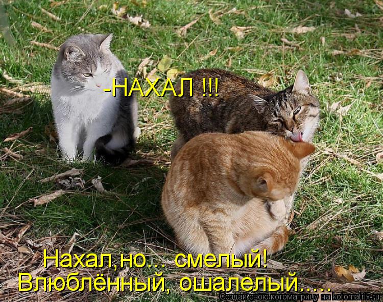 Нахал,но... смелый! Влюблённый, ошалелый..... -НАХАЛ !!!... Котоматрица: Нахал,но... смелый! Влюблённый, ошалелый..... -НАХАЛ !!!