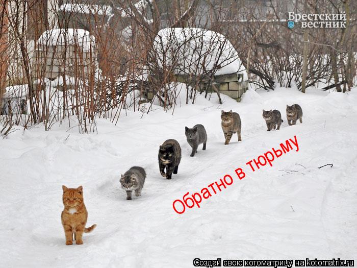 Котоматрица: Обратно в тюрьму