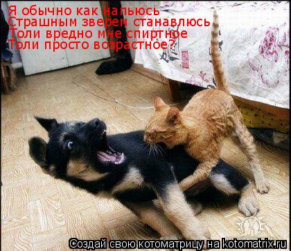 Котоматрица: Я обычно как напьюсь Страшным зверем станавлюсь Толи вредно мне спиртное Толи просто возрастное?
