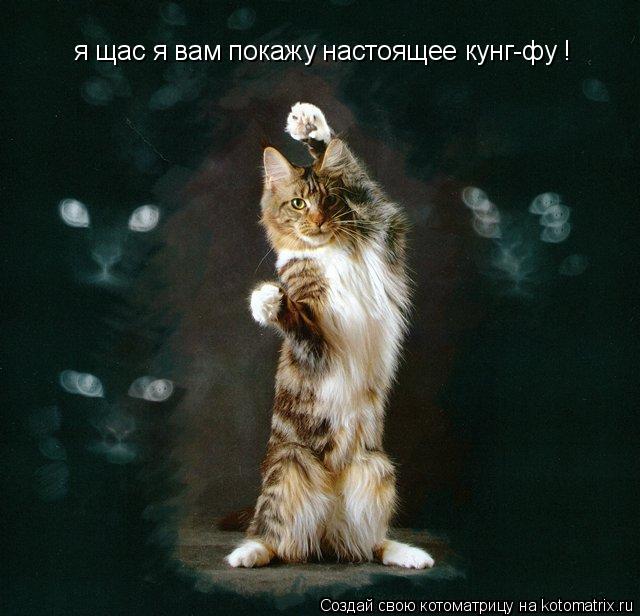 Котоматрица: я щас я вам покажу настоящее кунг-фу !