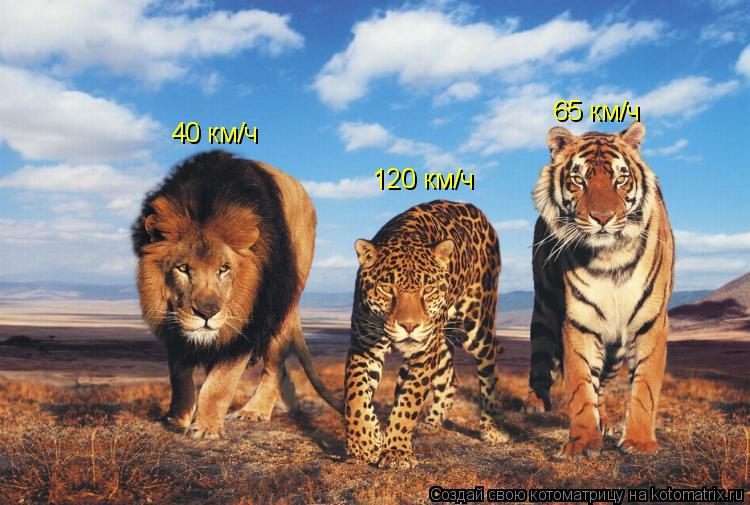Котоматрица: 120 км/ч 40 км/ч 65 км/ч