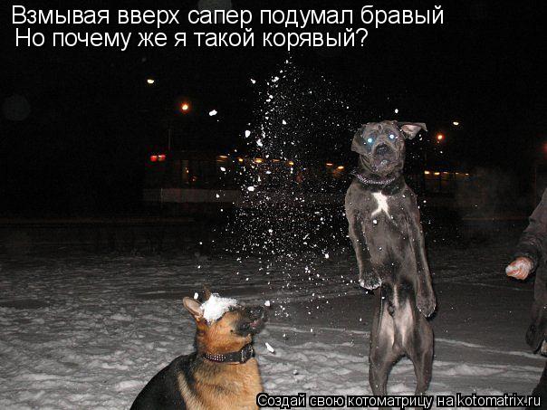 Котоматрица: Взмывая вверх сапер подумал бравый Но почему же я такой корявый?